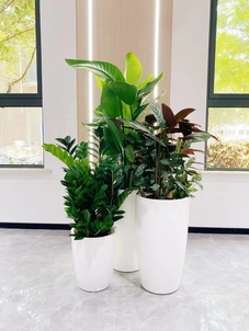 宁波杭州湾花卉租赁公司